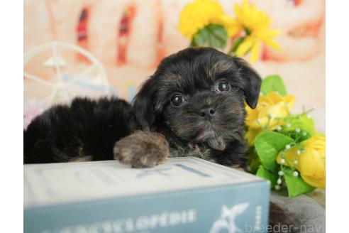 販売中の千葉県のミックス犬-388330の3枚目